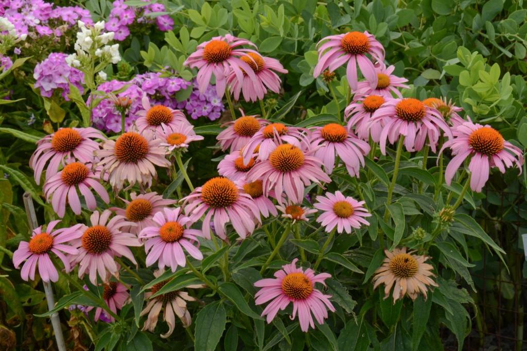 20 Best Deer Resistant Perennial Plants