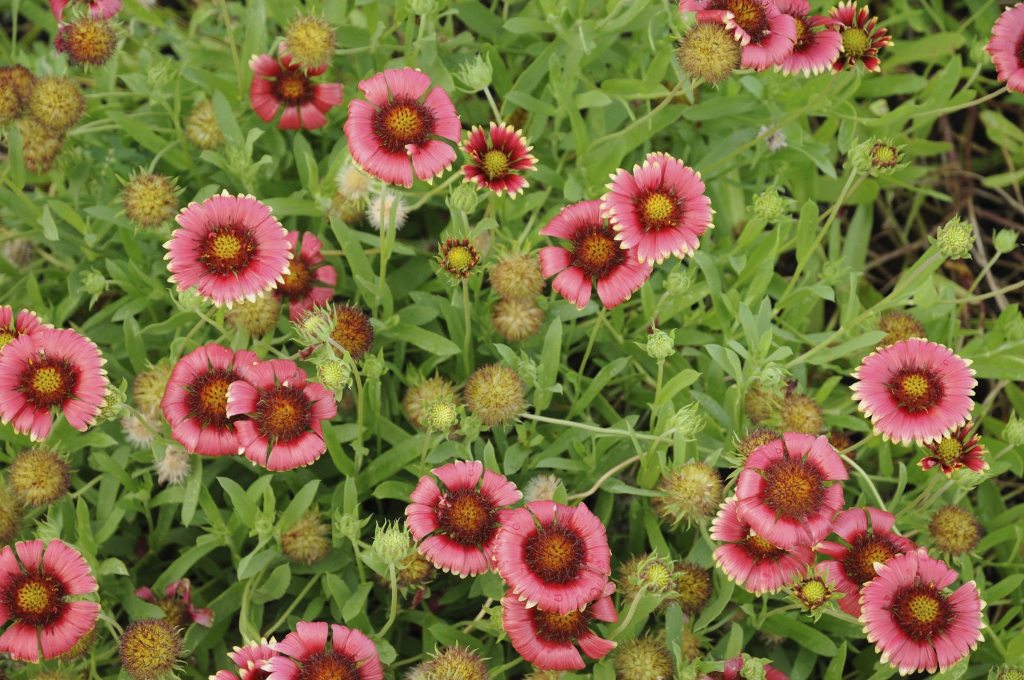 20 Best Drought Tolerant Perennial Plants