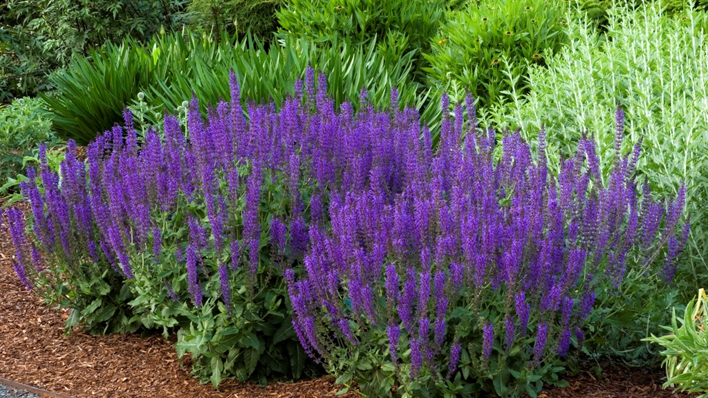 20 Best No Blossom Perennial Plants