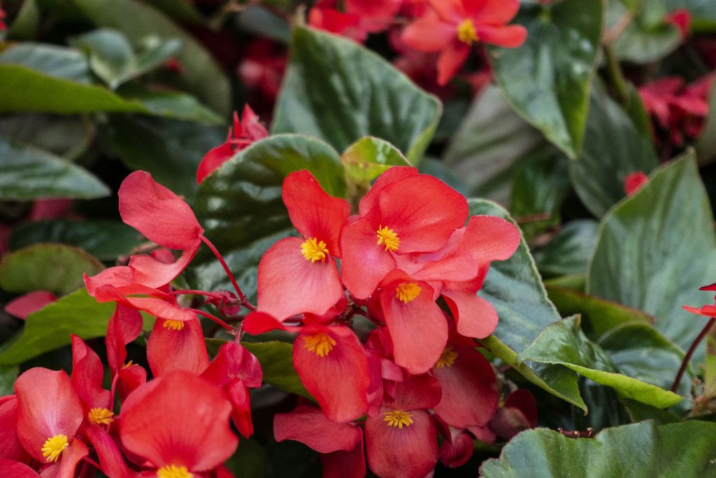 15 Best Red Perennial Plants