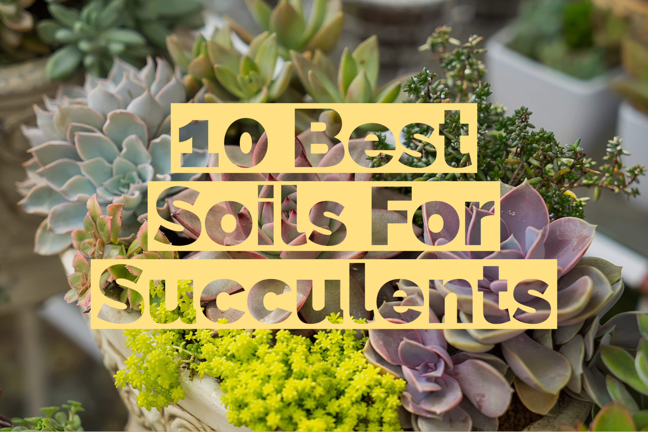 10 Best Soils For Succulents