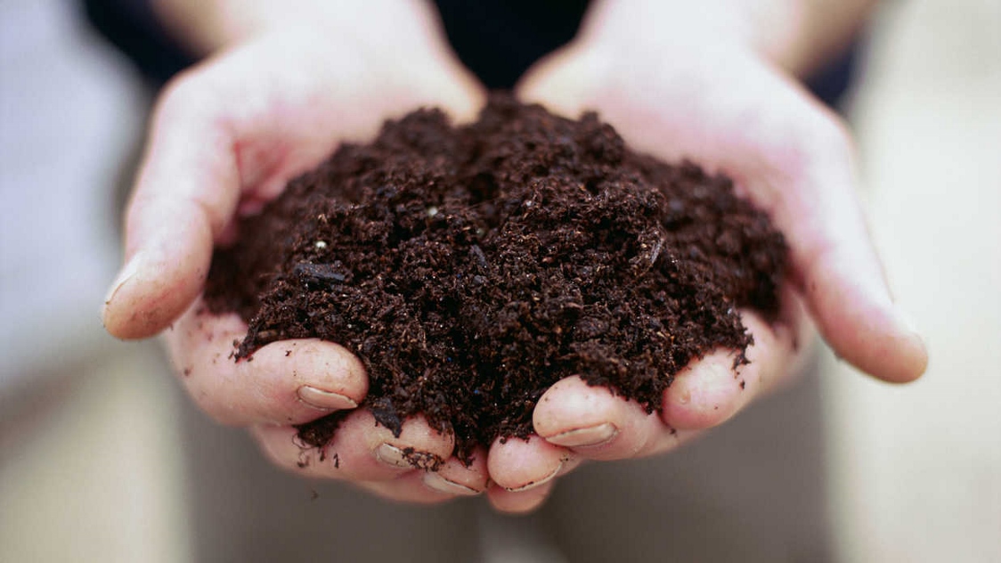 15 Best Soils For Trees and Shrubs