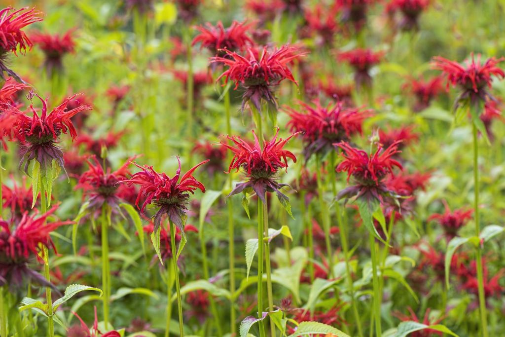 20 Best Perennial Plants for Full Sun