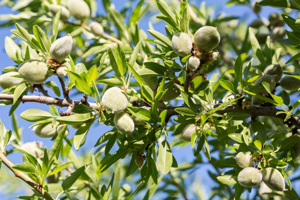 How to Grow and Care for Almond Tree