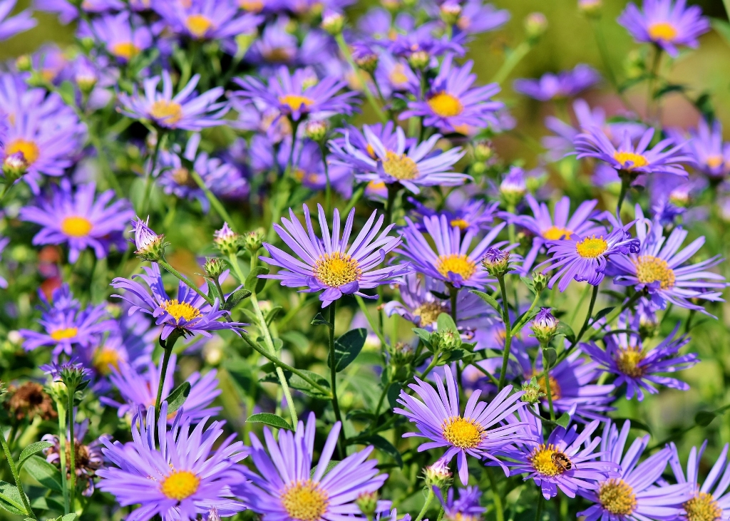 How to Grow and Care for Aster Flower