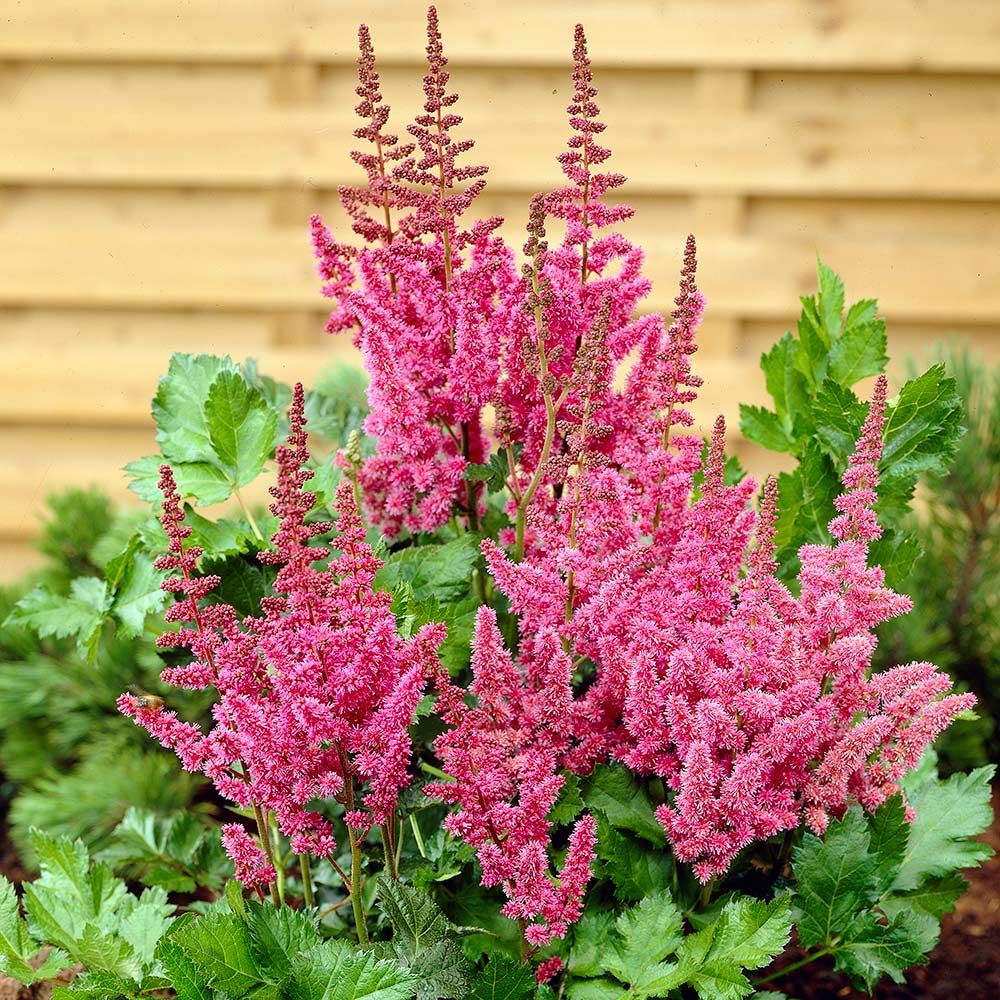 How to Grow and Care for Astilbe Flower