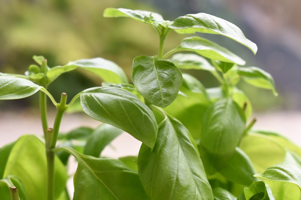 How to Grow and Care for Basil Plant