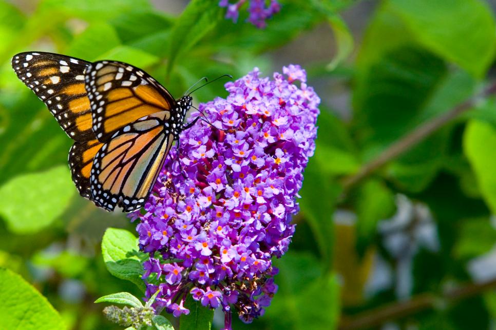 20 Best Perennial Plant To Attract Butterflies