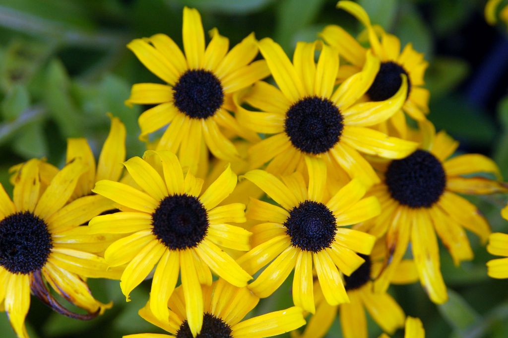 How to Grow and Care for Black Eyed Susans Flower