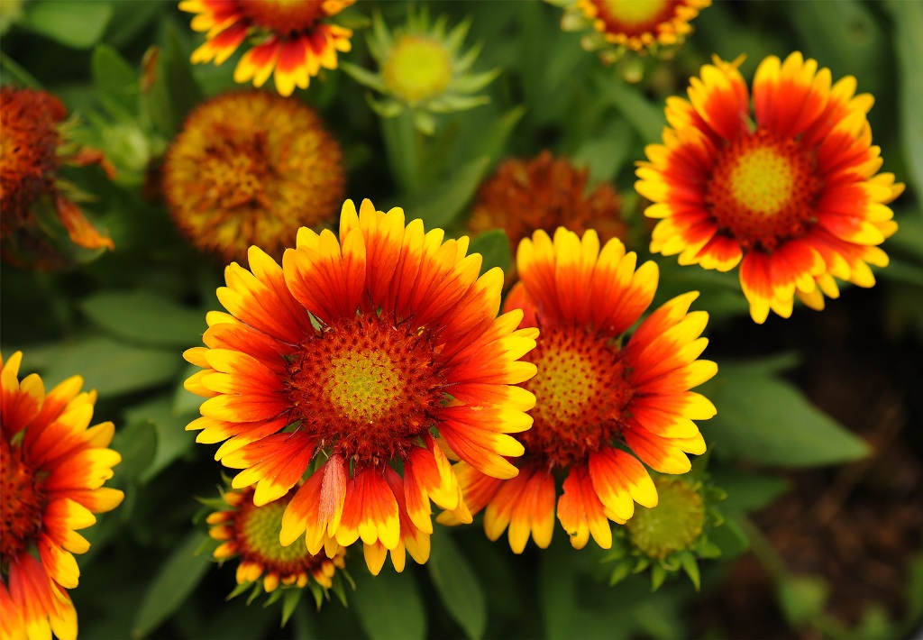 How to Grow and Care for Blanket Flower