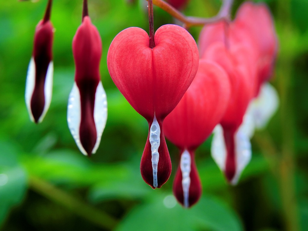 How to Grow and Care for Bleeding Heart Flower