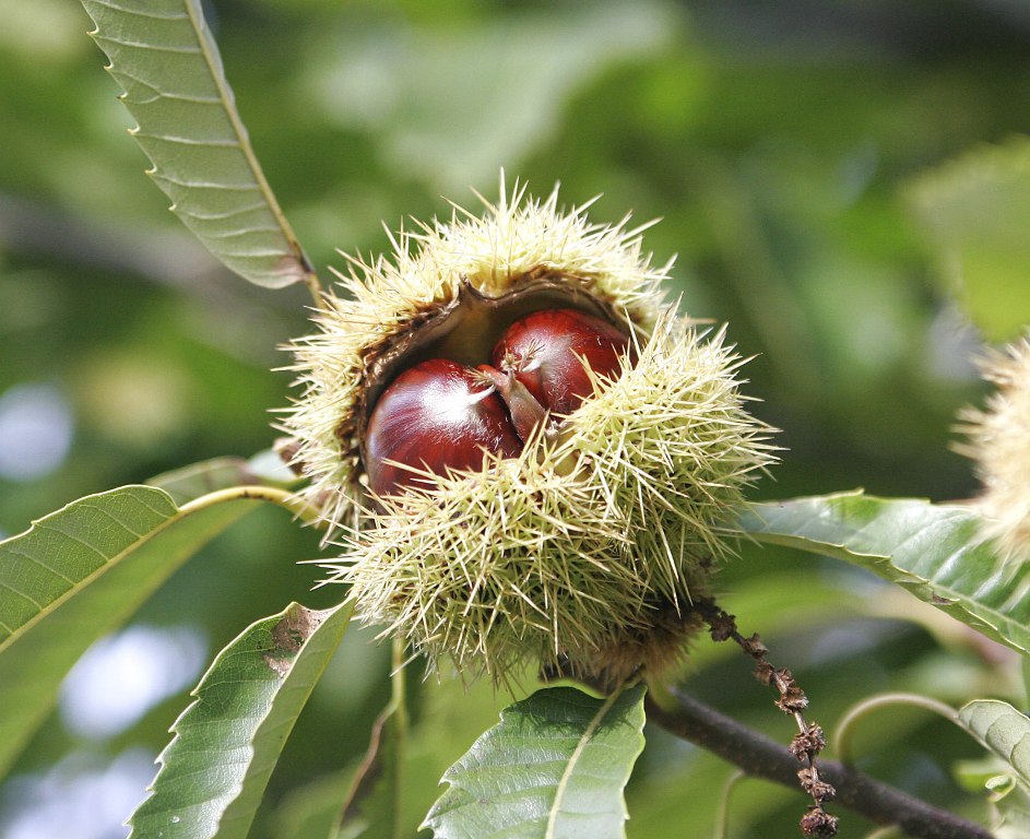 How to Grow and Care for Chestnuts Tree