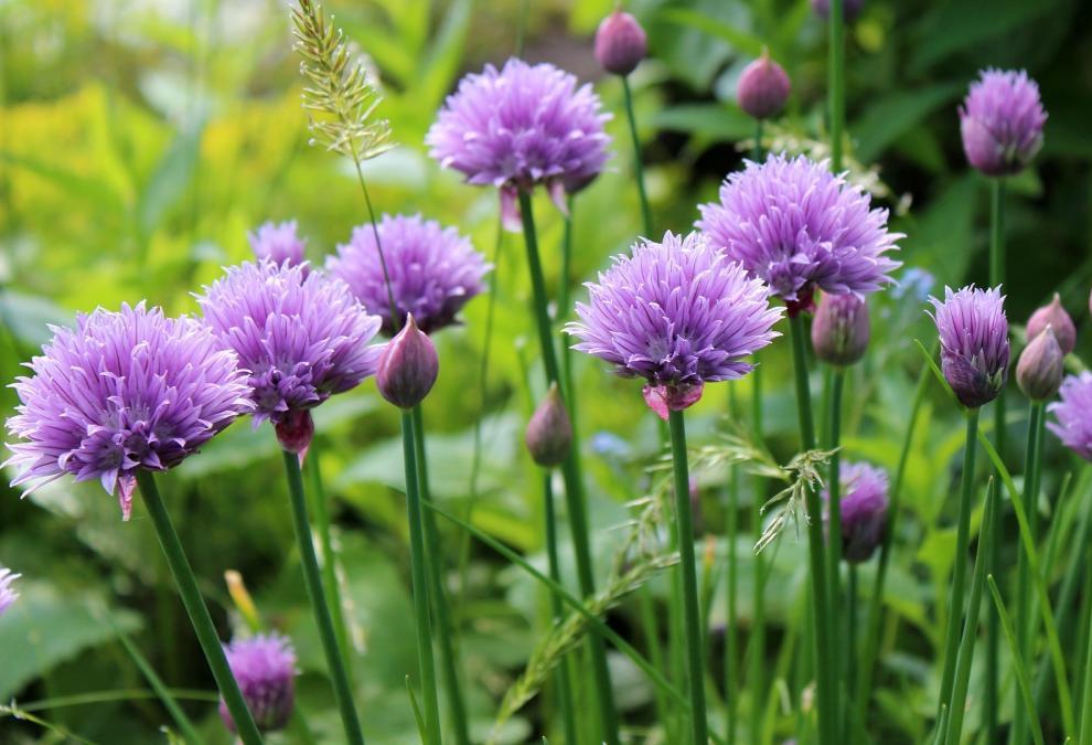 How to Grow and Care for Chives Plant