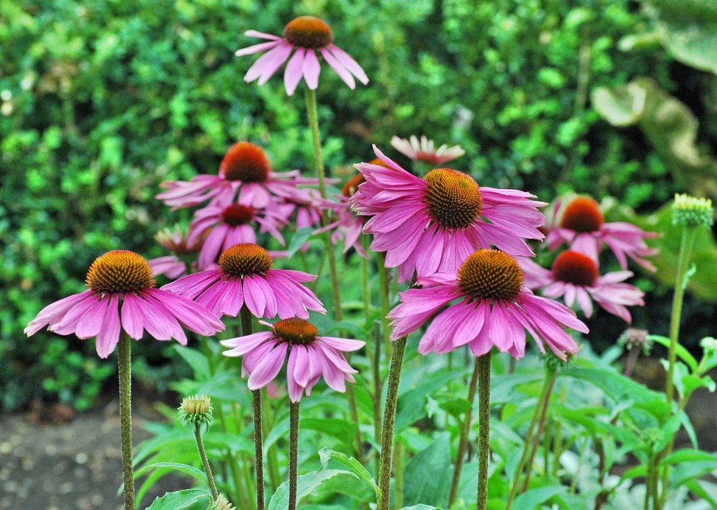 How to Grow and Care for Coneflower