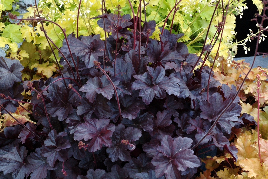 How to Grow and Care for Coral Bells Flower