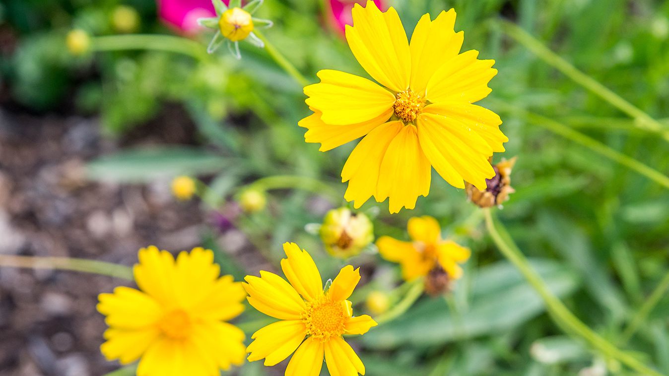 How to Grow and Care for Coreopsis Flower