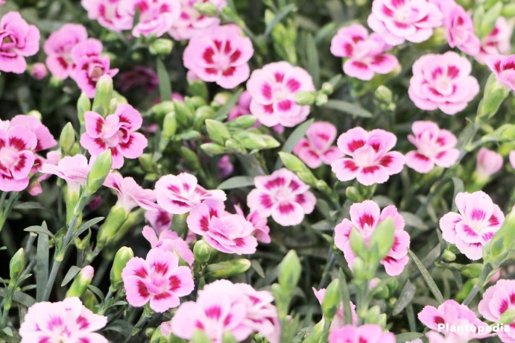 How to Grow and Care for Dianthus Flower