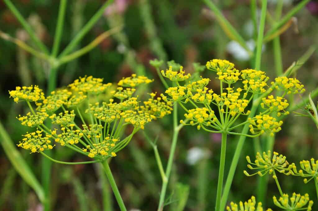 How to Grow and Care for Fennel Plant