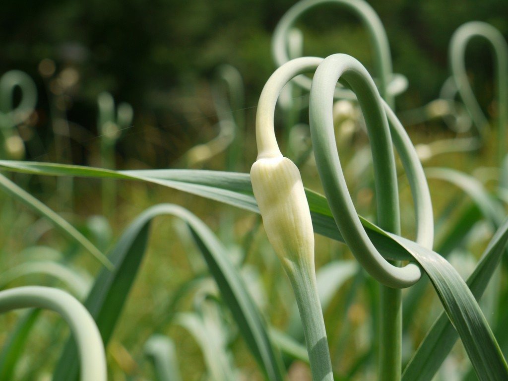 How Grow and Care for Garlic Plant