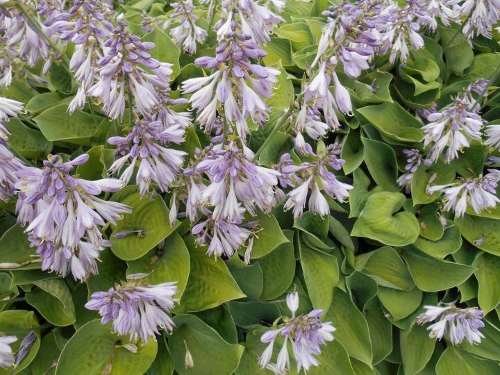 How to Grow and Care for Hosta Flower