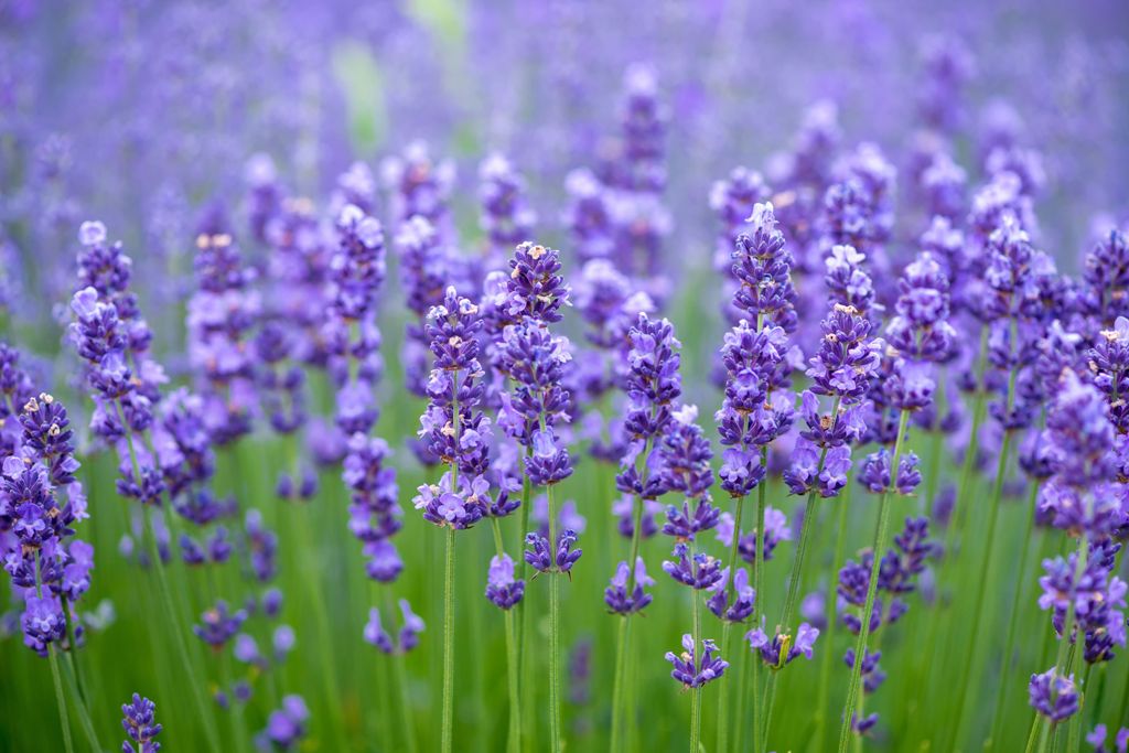 How to Grow and Care for Lavender Herb Plant
