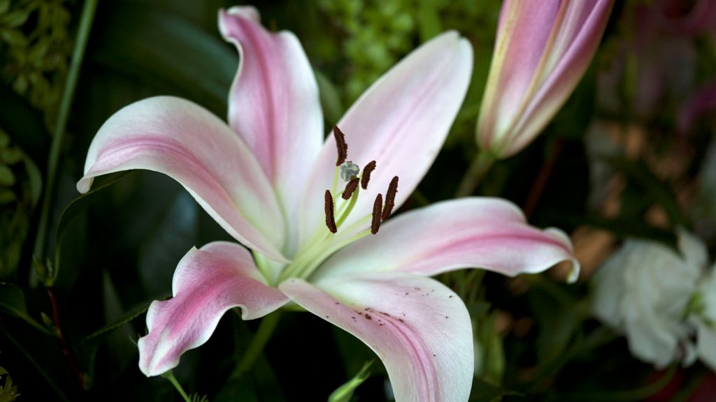 How to Grow and Care for Lily Flower