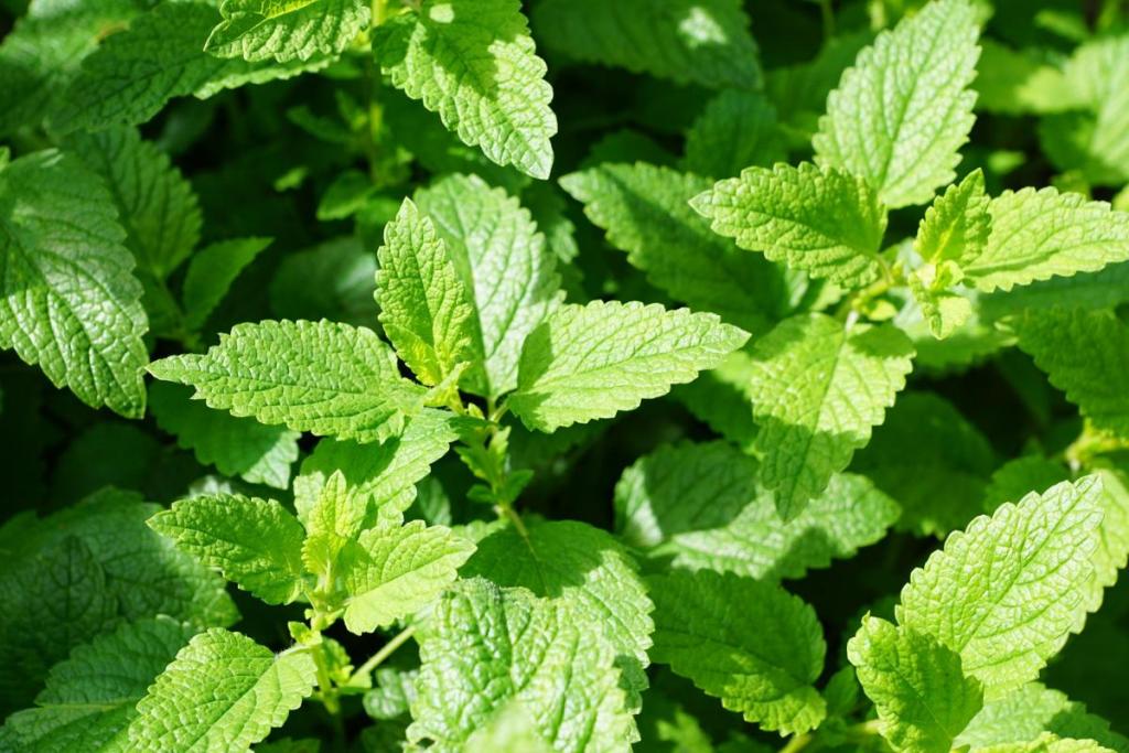 How to Grow and Care for Mint Plant