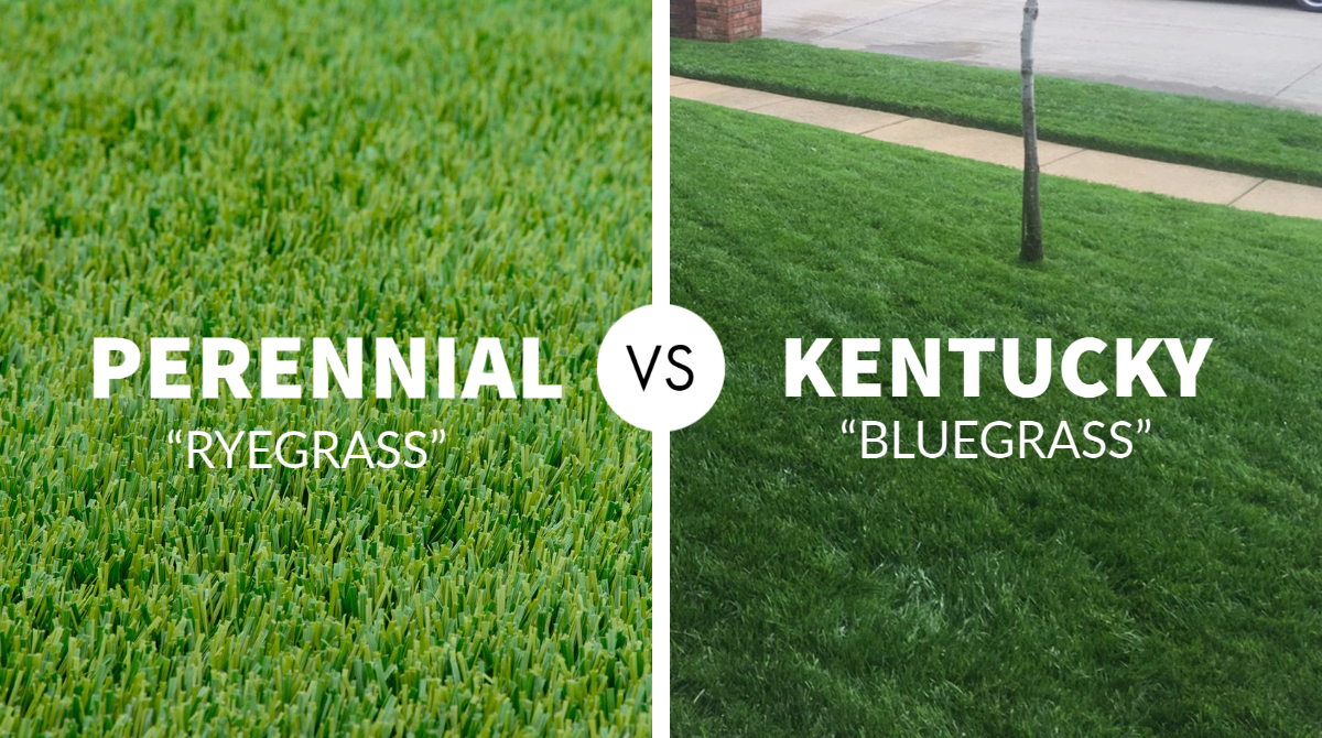 Perennial Ryegrass vs Kentucky Bluegrass – Which One is Better?