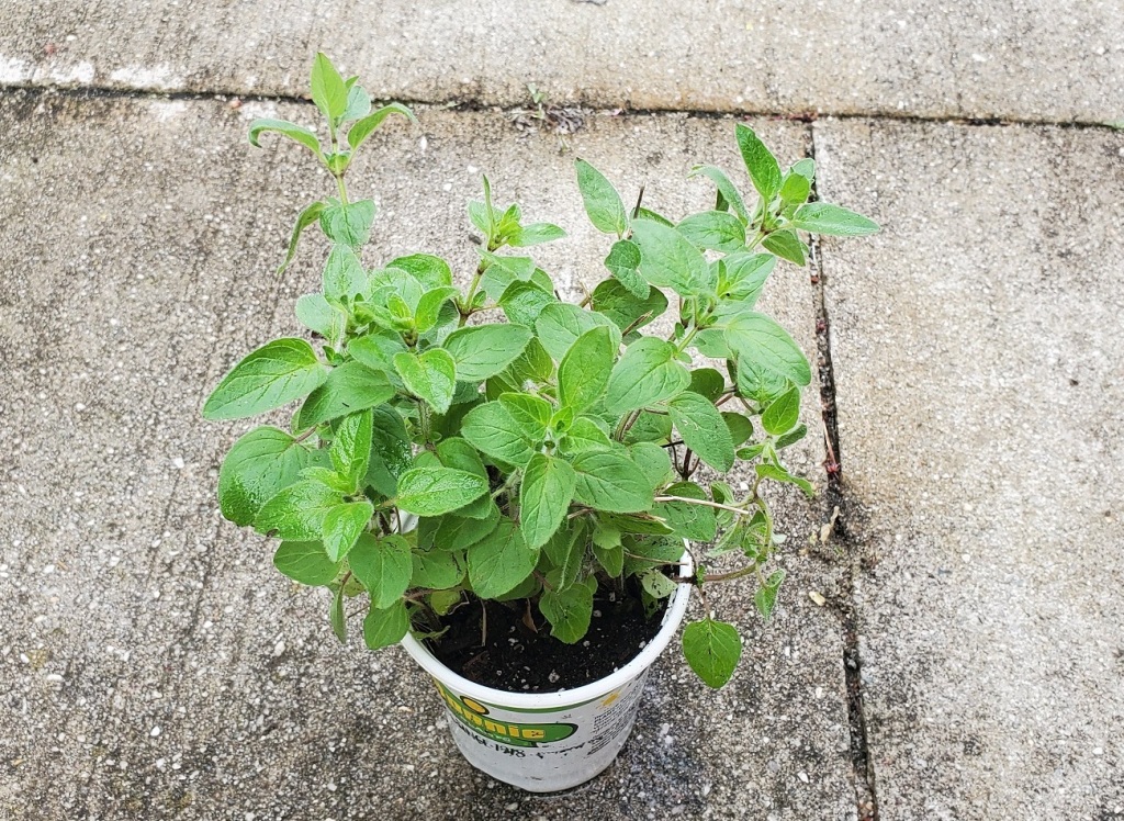 How to Grow and Care for Oregano Plant