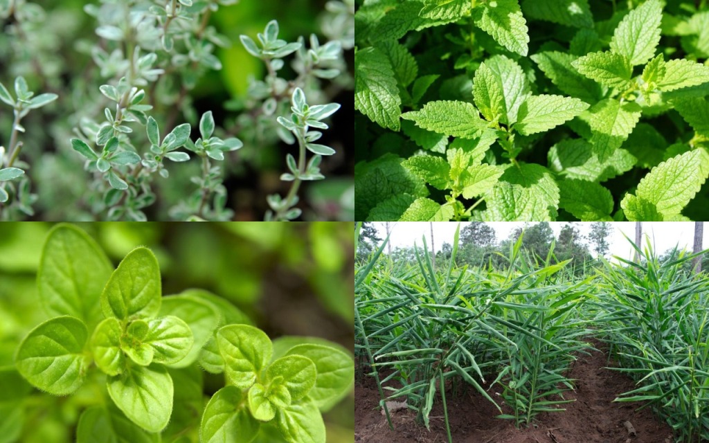 Best Perennial Herbs You Can Easily Grow