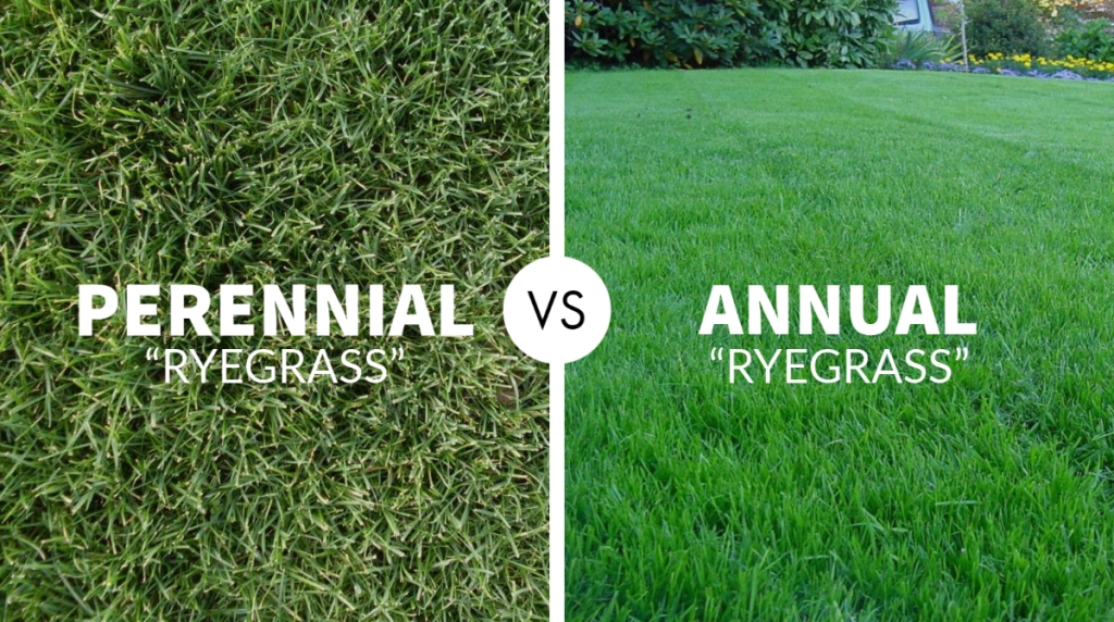 Perennial vs Annual Ryegrass – Which one is Better?
