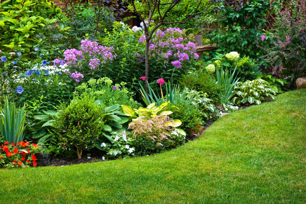 Perennials Vs Annuals – Which one is Better?