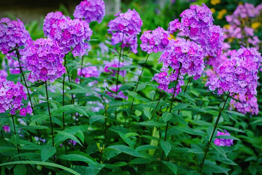 How to Grow and Care for Phlox Flower