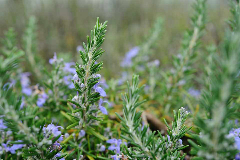 How to Grow and Care for Rosemary Plant