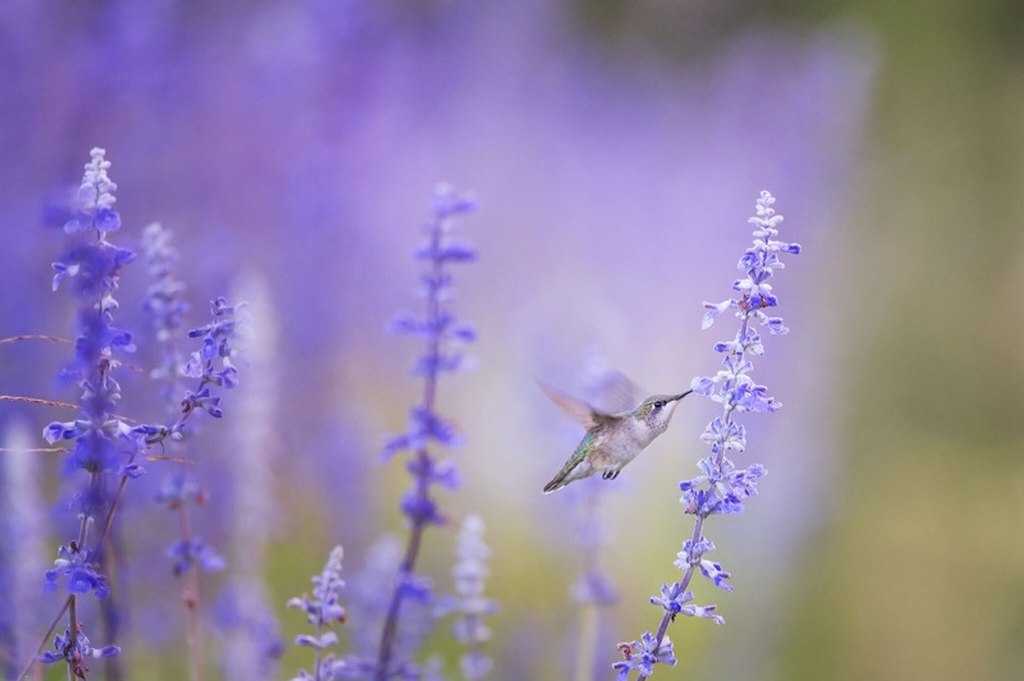 How to Grow and Care for Russian Sage Flower