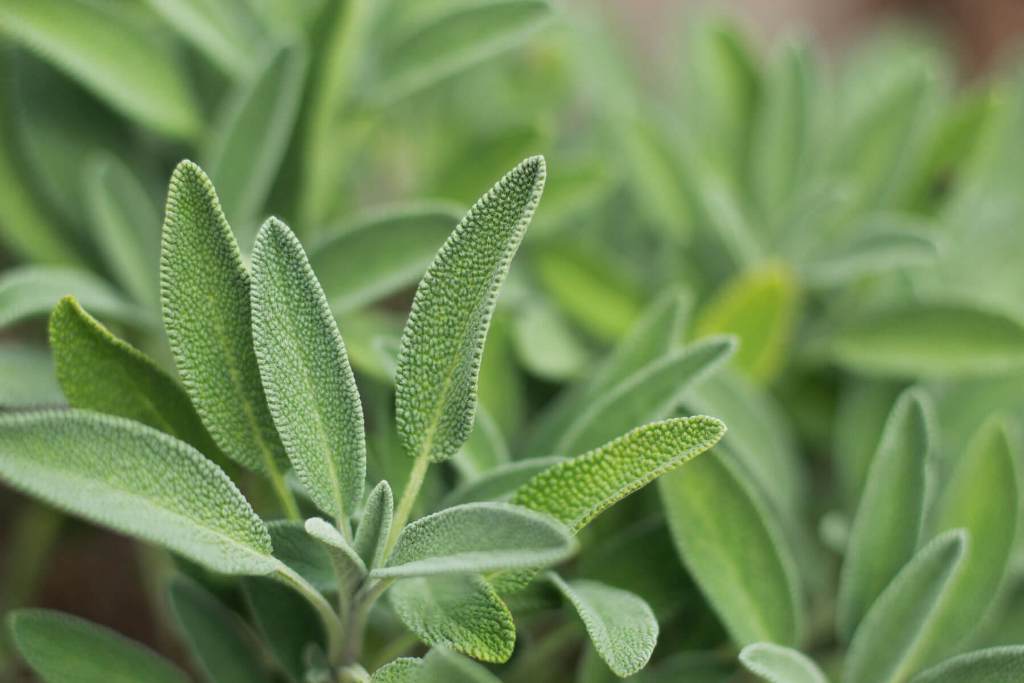 How to Grow and Care for Sage Plant