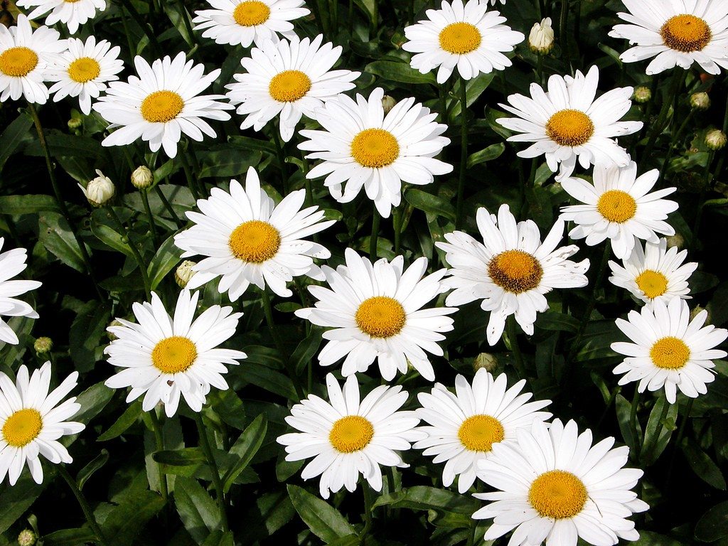 How to Grow and Care for Shasta Daisy Flower
