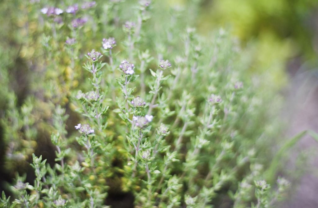 How to Grow and Care for Thyme Plant