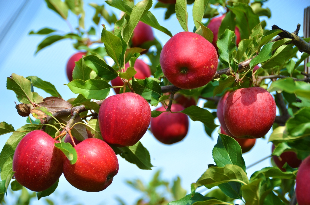 How to Grow and Care for Apple Fruit Tree