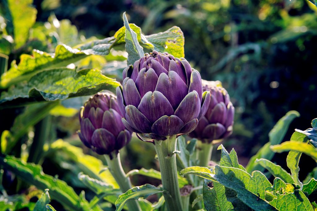 How to Grow and Care for Artichoke Vegetable