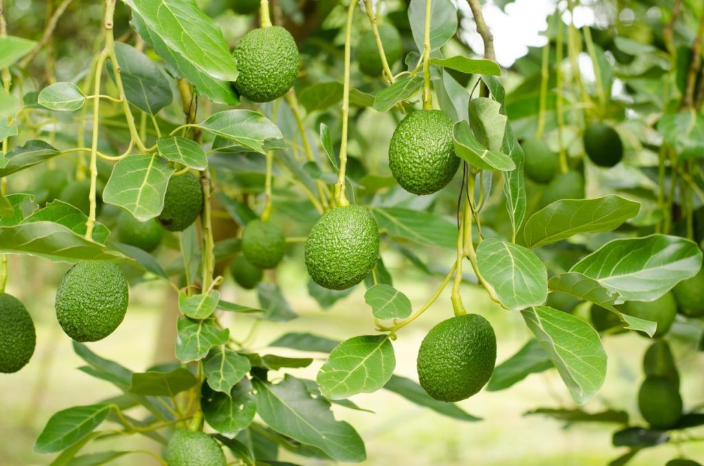 How to Grow and Care for Avocado Fruit Tree