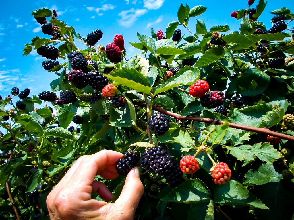How to Grow and Care for Blackberries Plant