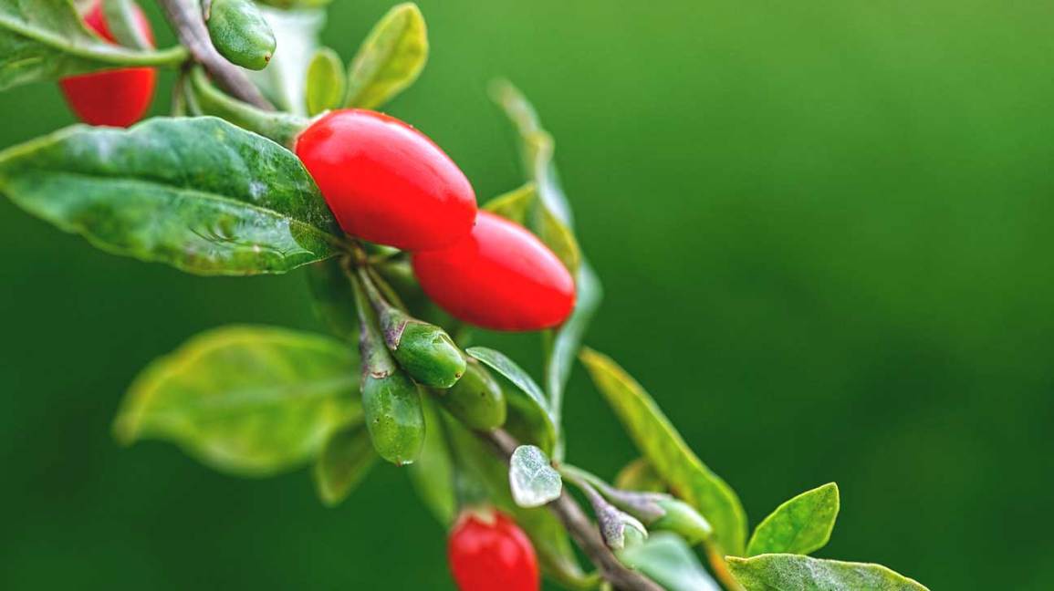 How to Grow and Care for Goji Berries Fruit Plant