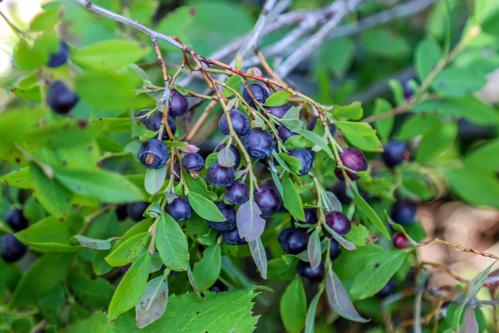 How to Grow and Care for Huckleberries Fruit Plant