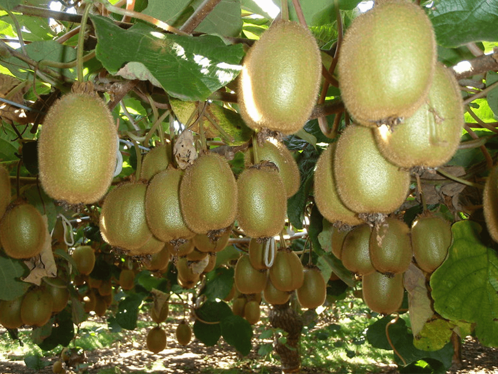 How to Grow and Care for Kiwi Fruit Plant