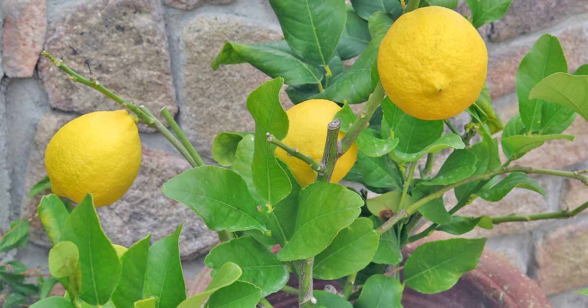 How to Grow and Care for Lemon Plant