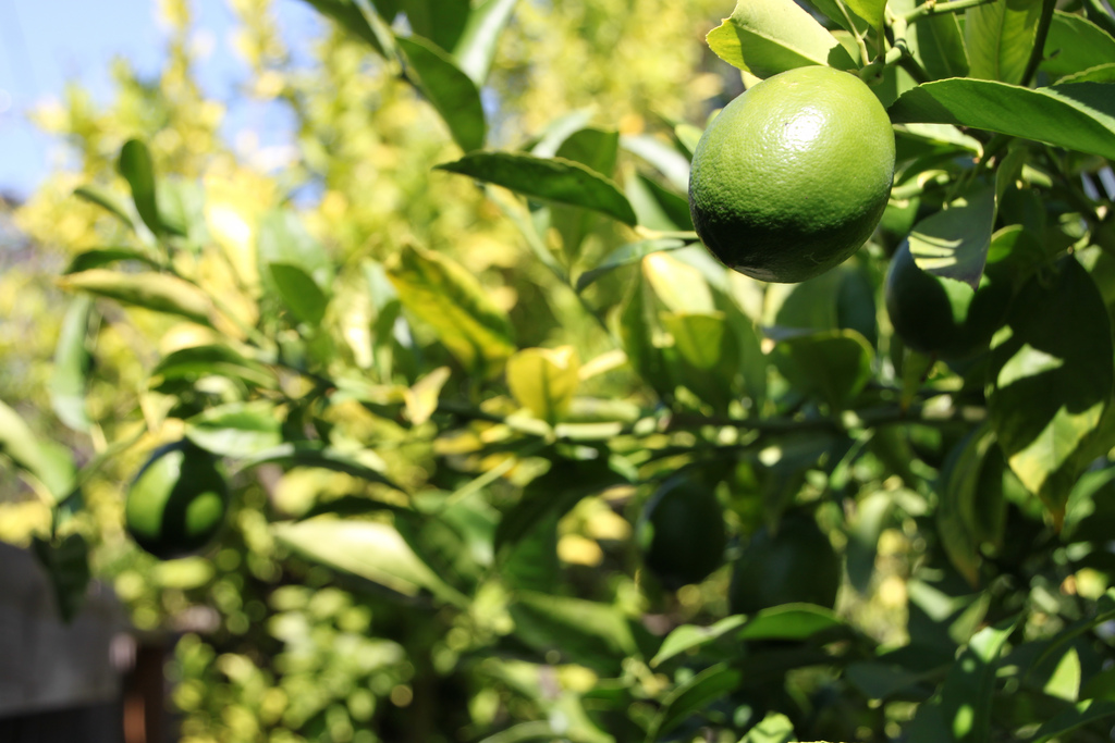 How to Grow and Care for Lime Plant