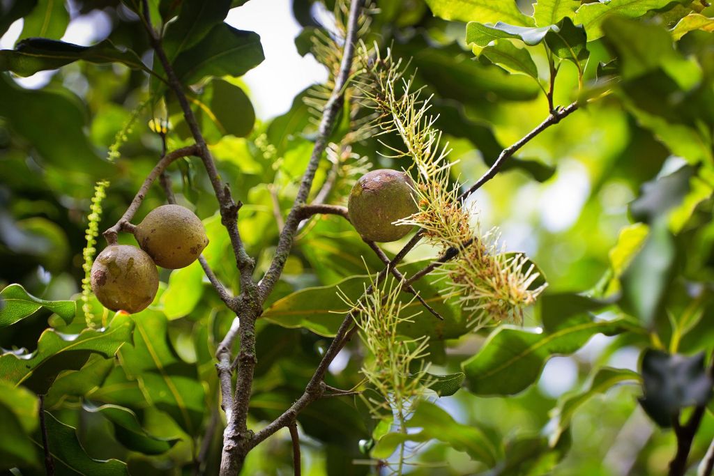 How to Grow and Care for Macadamia Tree