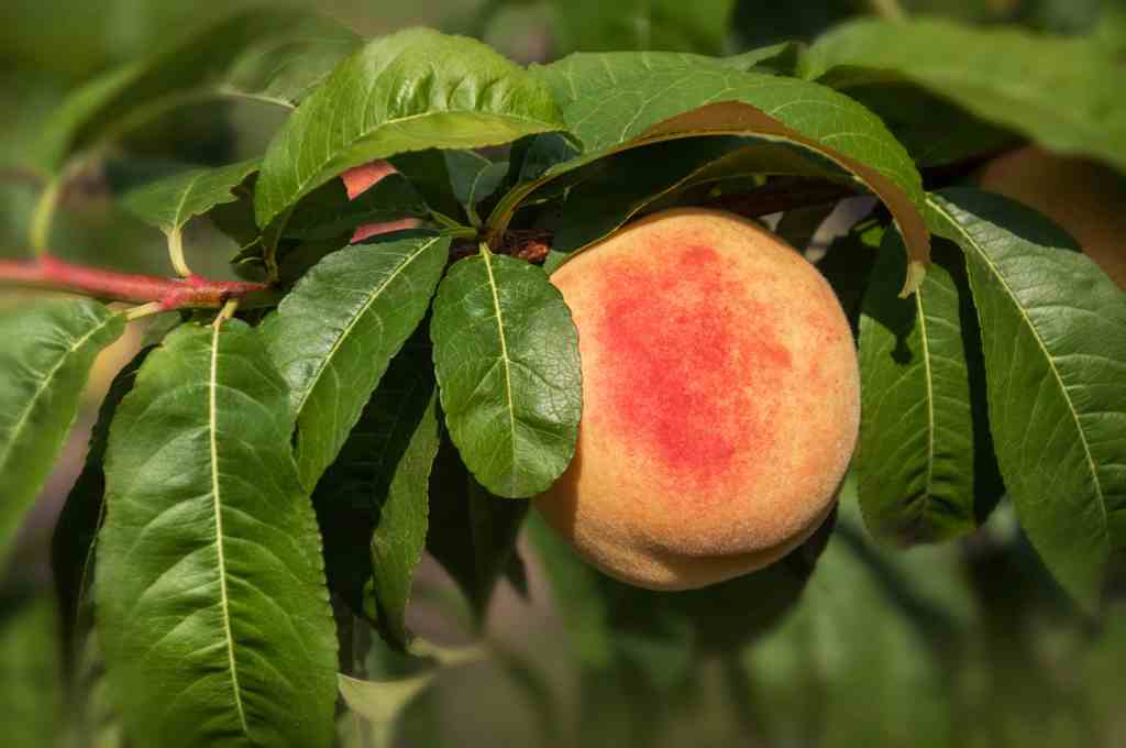 How to Grow and Care for Nectarines Fruit Tree