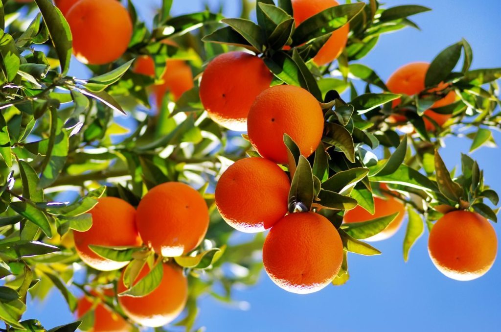 How to Grow and Care for Orange Fruit Tree